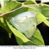 pieris napi2a copula